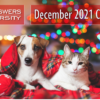 Take a Look at the CU*Answers University Courses for December!